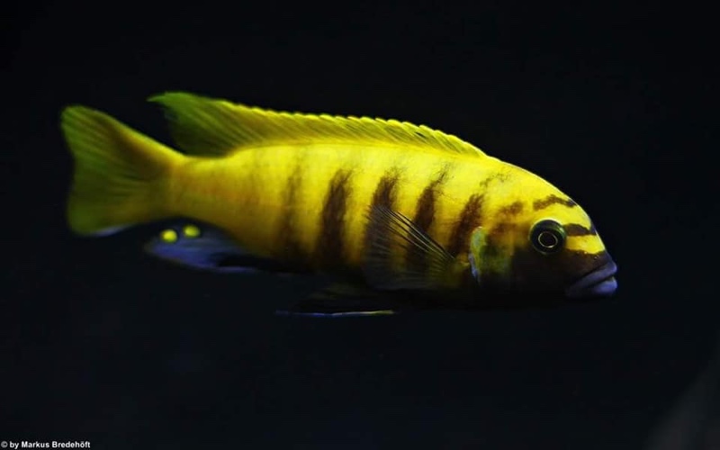 Maylandia sp. 'zebra gold' Kawanga